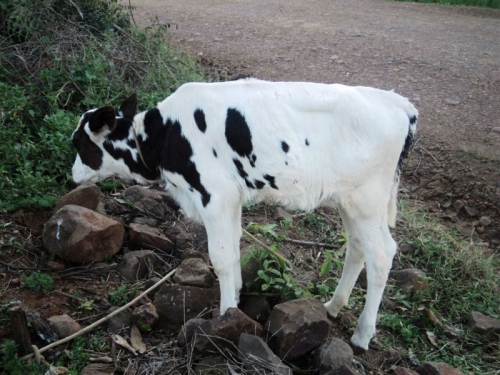 Progen Inseminação Artificial